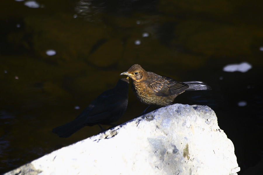 Blackbird Feeding Chick