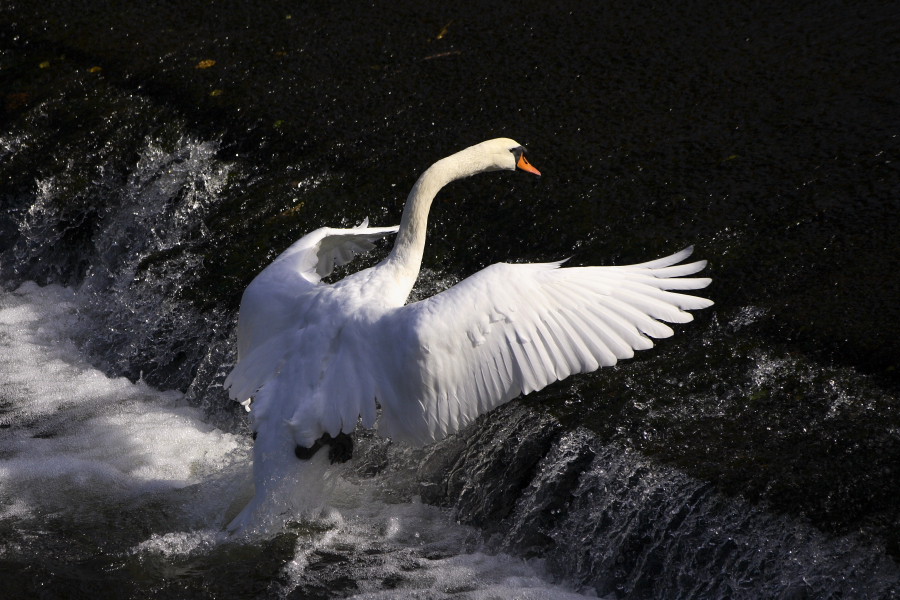 Swan at Ballsbridge