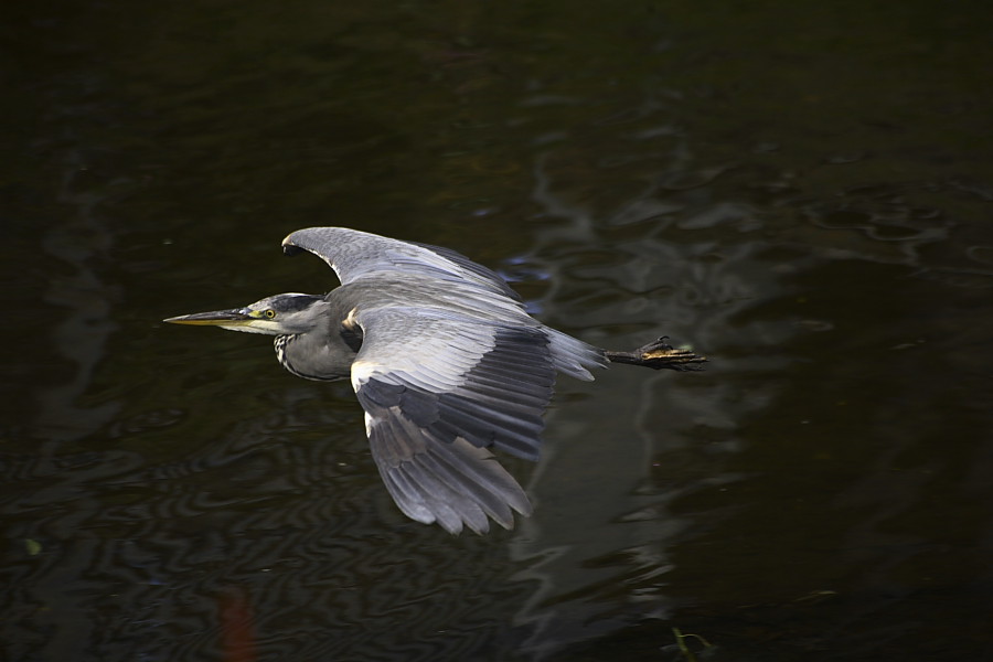 Grey heron in Flight
