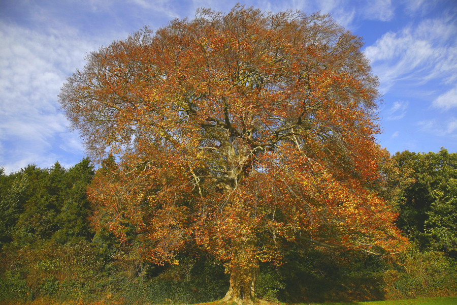 Click to see next picture