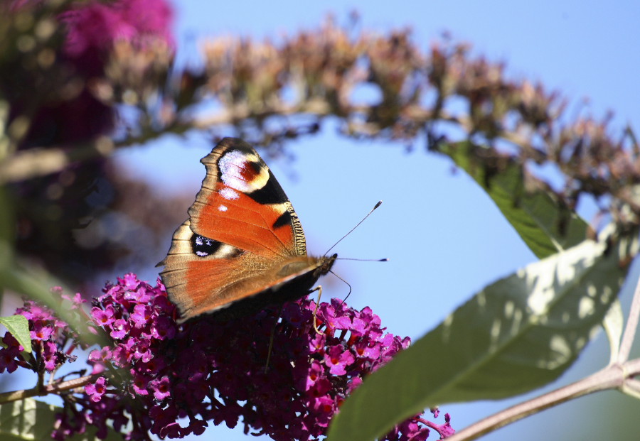 Click to see next picture